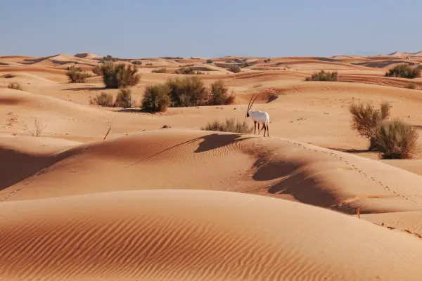 صحرای دبی